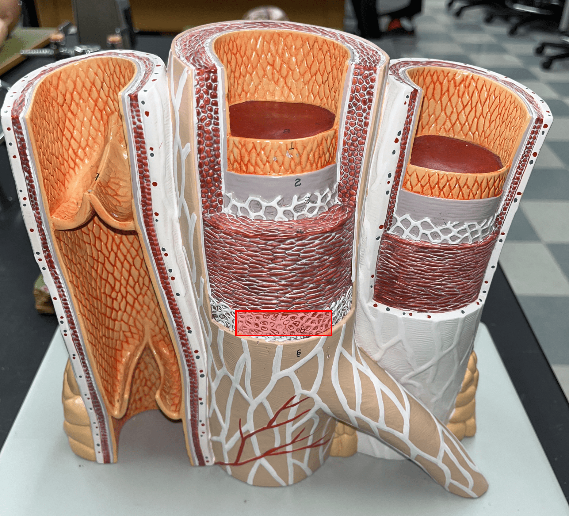 <p>• A thin layer of elastic connective tissue.</p>
<p>• Found between the tunica externa and tunica media.</p>