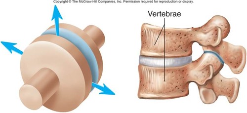 <p>vertebral facets</p>