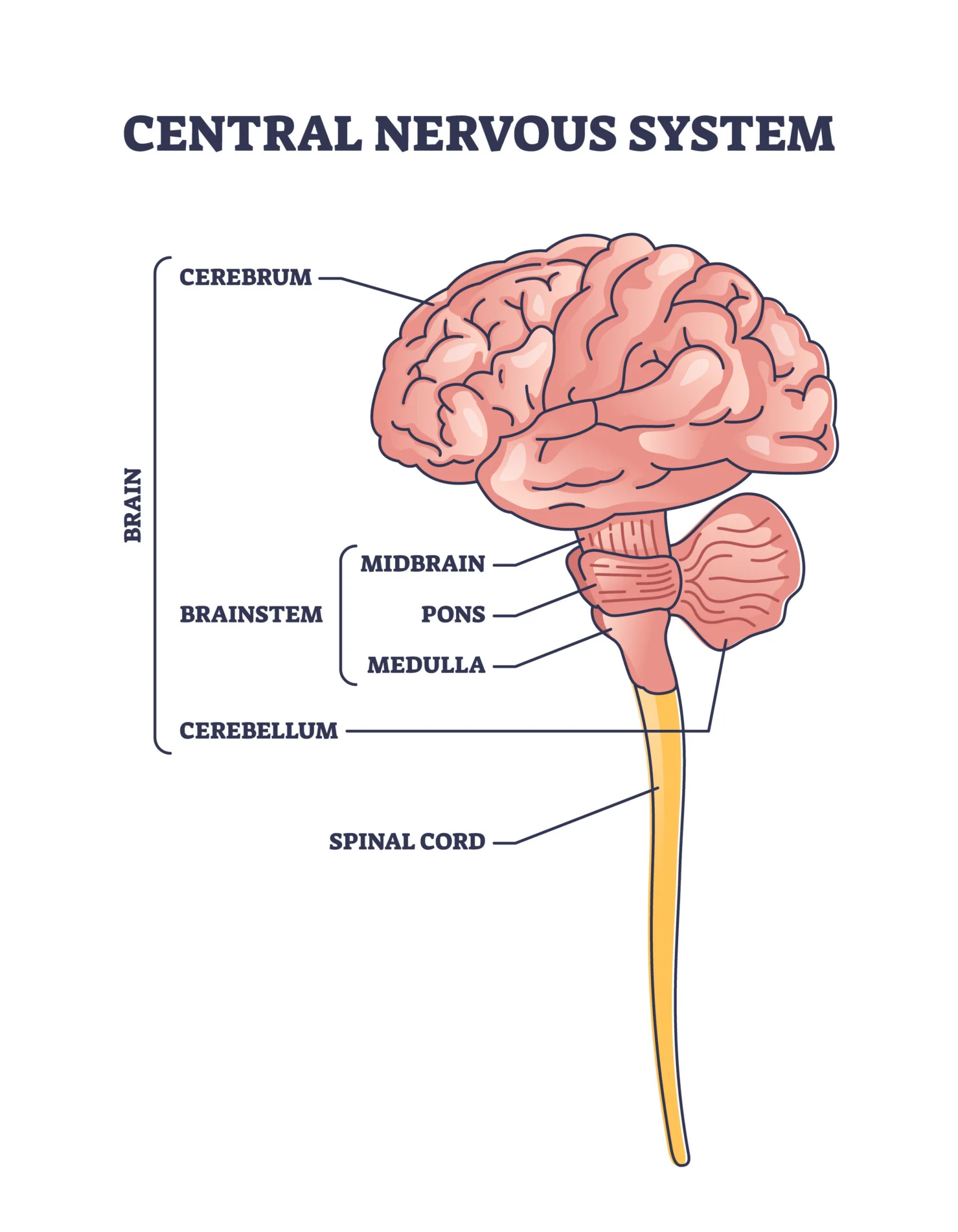 <p>central nervous system (CNS)</p>