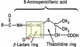 <ul><li><p>Originates from Penicillin (prototype)</p></li><li><p>5-membered ring</p></li><li><p>Substrate for β-lactamase hydrolyzation and breaking of ring</p></li><li><p>Unstable structure because it is acid labile → easily destroyed by immune system and stomach acid</p></li></ul><p></p>