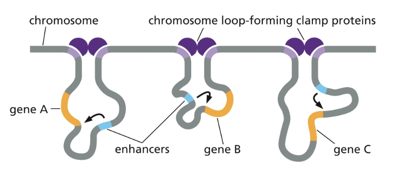 <ul><li><p>DNA LOOPS!</p></li></ul><p></p>