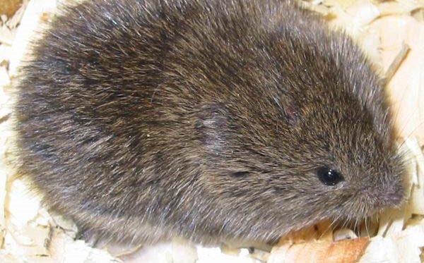 <p>Prairie vole</p>