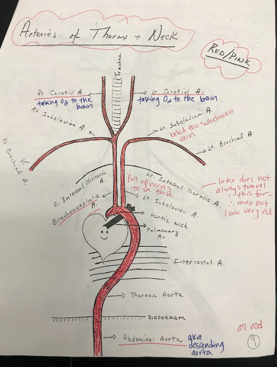 <p>The thoracic aorta is the portion of the aorta located within the chest. It supplies oxygenated blood to the organs and tissues of the thoracic cavity.</p>