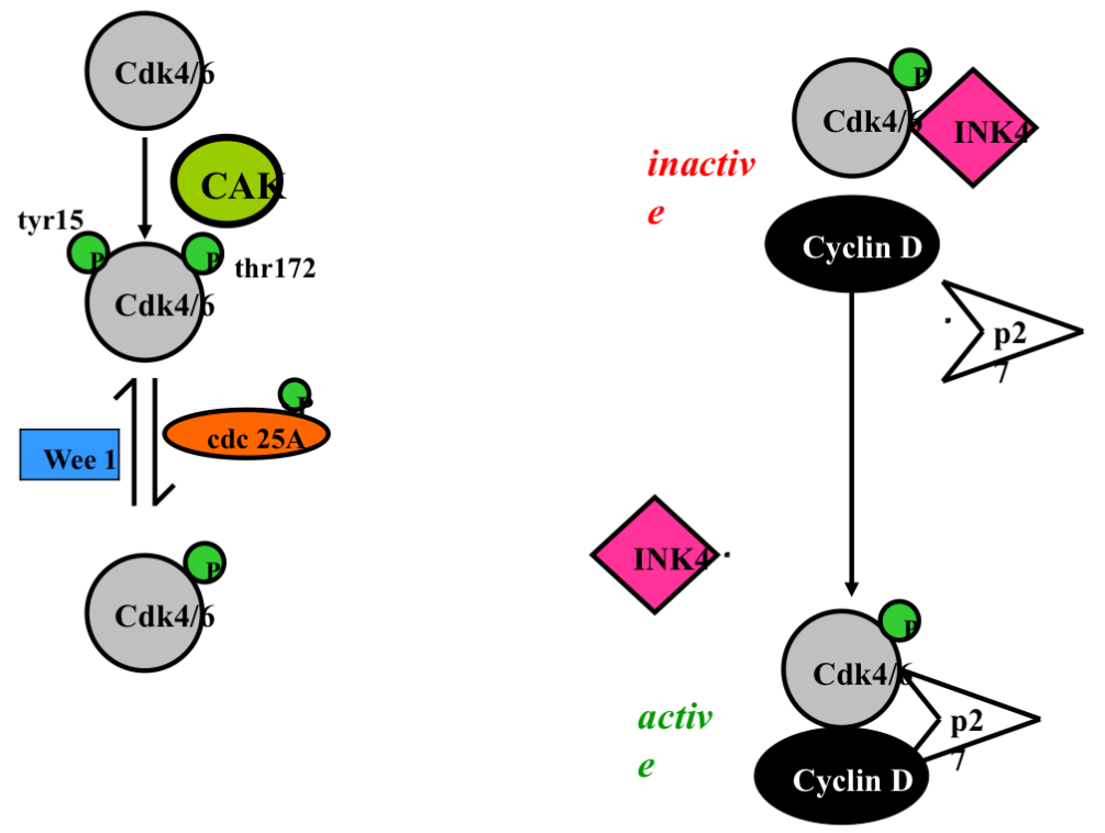 <ul><li><p>Tyr = tyrosine</p></li><li><p>Thr = threonine</p></li><li><p>Left Image&nbsp;</p><ul><li><p>each little green circle is a phosphate&nbsp;</p></li><li><p>cdk4/6 are always present&nbsp;</p></li><li><p>in a arrested cell we want to turn off the cell via phosphorylation&nbsp;</p></li><li><p>cdk4/6 is phosphorylated at tyrosine 15 (inhibitory phosphorylation-making it not active ) and the kinase that does that is Wee 1 which turns it off (way cdk 4 is inhibited in a arrested cell)&nbsp;</p><ul><li><p>wee 1 = break signal (turn off by MAPK)</p></li></ul></li><li><p>Top get cdk4 active we need cyclin D and to get cyclin D we need to remove the inhibitory phosphorylation on cdk4…the phosphatase that does this is cdc 25A in a rested cell is inactive once there is a growth signal cdc25A becomes phosphorylated by MAPK and it now gets turned on&nbsp;</p><ul><li><p>Cdc25A phosphatase removes those same inhibitory phosphates that Wee1 added.</p></li></ul><p></p></li><li><p>to make cdk 4/6 active it (cdc25A) gets phosphorylated by thr 172 by CAK (cdk activating kinase)&nbsp;</p><ul><li><p>CAK adds phosphorylating at Thr172</p></li></ul></li><li><p>MAPK activates cyclin D and removal of inhibition on cdk 4 (does 2 things in the same pathway&nbsp; - this is how responses are coordinated and amplified)&nbsp;</p></li><li><p>Growth signal:</p><ul><li><p>1. Removal of tyr 15 inhibition phosphorylation&nbsp;</p></li><li><p>2. Addition of thr 172 phosphorylation&nbsp;</p></li><li><p>These two steps now allow cdk4 to phosphorylate retinoblastoma&nbsp;</p><ul><li><p>Still needs removal of INK4 and cyclin D (p21 or p27)</p></li></ul></li></ul></li></ul></li><li><p>Right Image:</p><ul><li><p>We need to get rid of INK4&nbsp;</p></li><li><p>When cyclin D comes in INK4 comes off making the complex active and go phosphorylate Retinoblastoma&nbsp;</p></li></ul></li></ul><p></p>