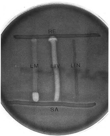 <ol><li><p>Lab Test?</p></li><li><p>LM + SA = ±?</p></li><li><p>LIV + RE = ±?</p></li><li><p>LIN ?</p></li><li><p>LIN is hemolytic. T or F</p></li></ol><p></p>