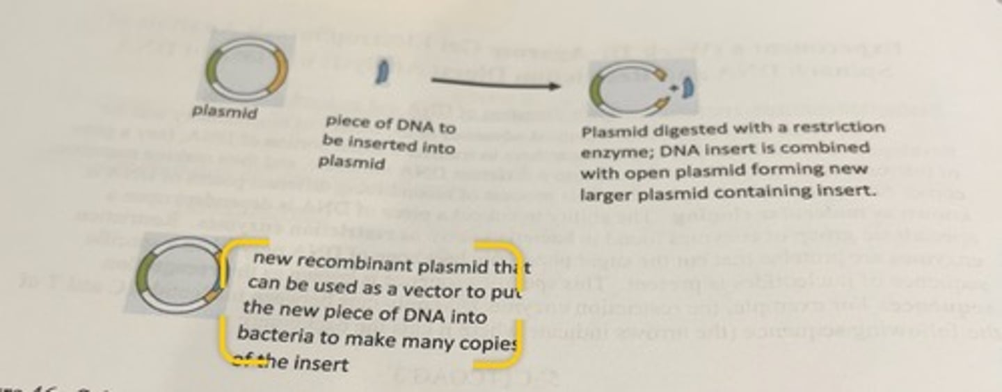 <p>-can be inserted into bacteria which can make numerous copies of the new plasmid.</p><p>-these new plasmids are then purified out of the bacteria and used for the next stage.</p>