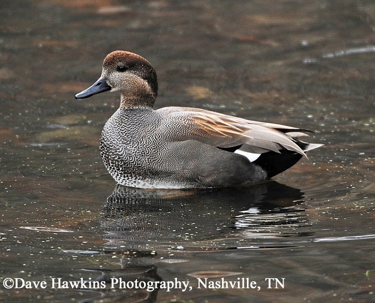 Anseriformes - Anatidae - Anas strepera