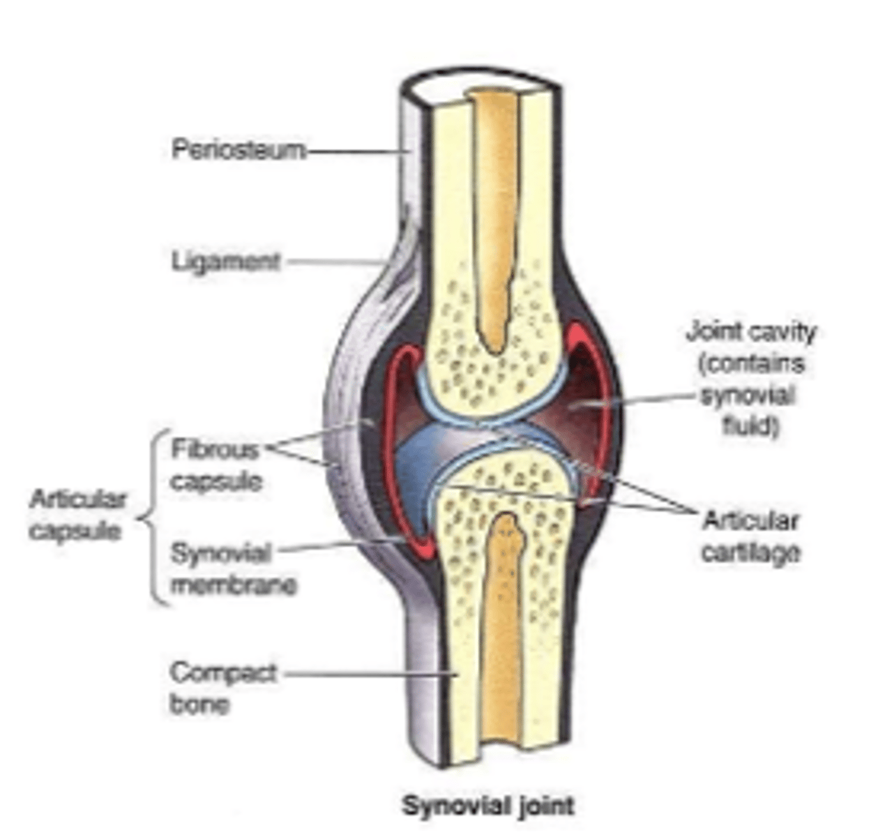 <p>synovial joint capsule</p>