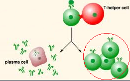 <p>are long-lived cells that respond to a pathogen in a second exposure</p>