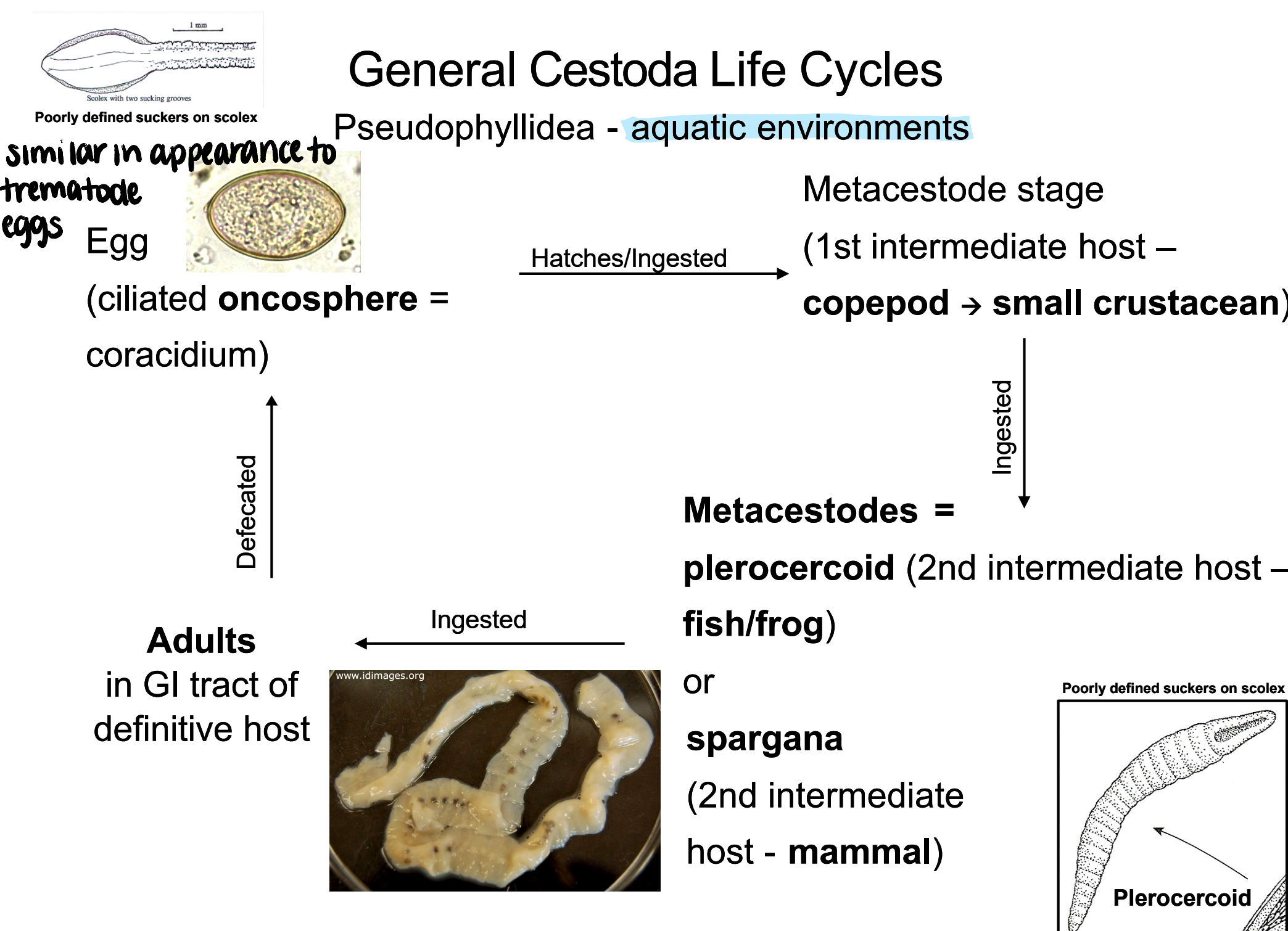 <p>coracidium (<strong>ciliated oncosphere</strong> egg) passed in feces → hatch/ingested by 1st intermediate host (copepod) → metacestode infects 2nd intermediate host (plerocercoid - fish/frog or spargana - mammal) → 2nd intermediate host ingested by definitive host → adults in GI tract of definitive host</p>