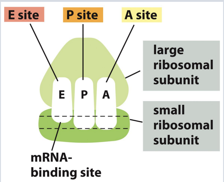 <p>Each ribosome has three sites for association with tRNAs:</p><p>1. A (aminoacyl) site</p><p>2. P (peptidyl) site</p><p>3. E (exit) site</p>