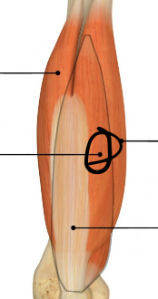 <p>identify + state origin, insertion, action, innervation of marked structure</p>