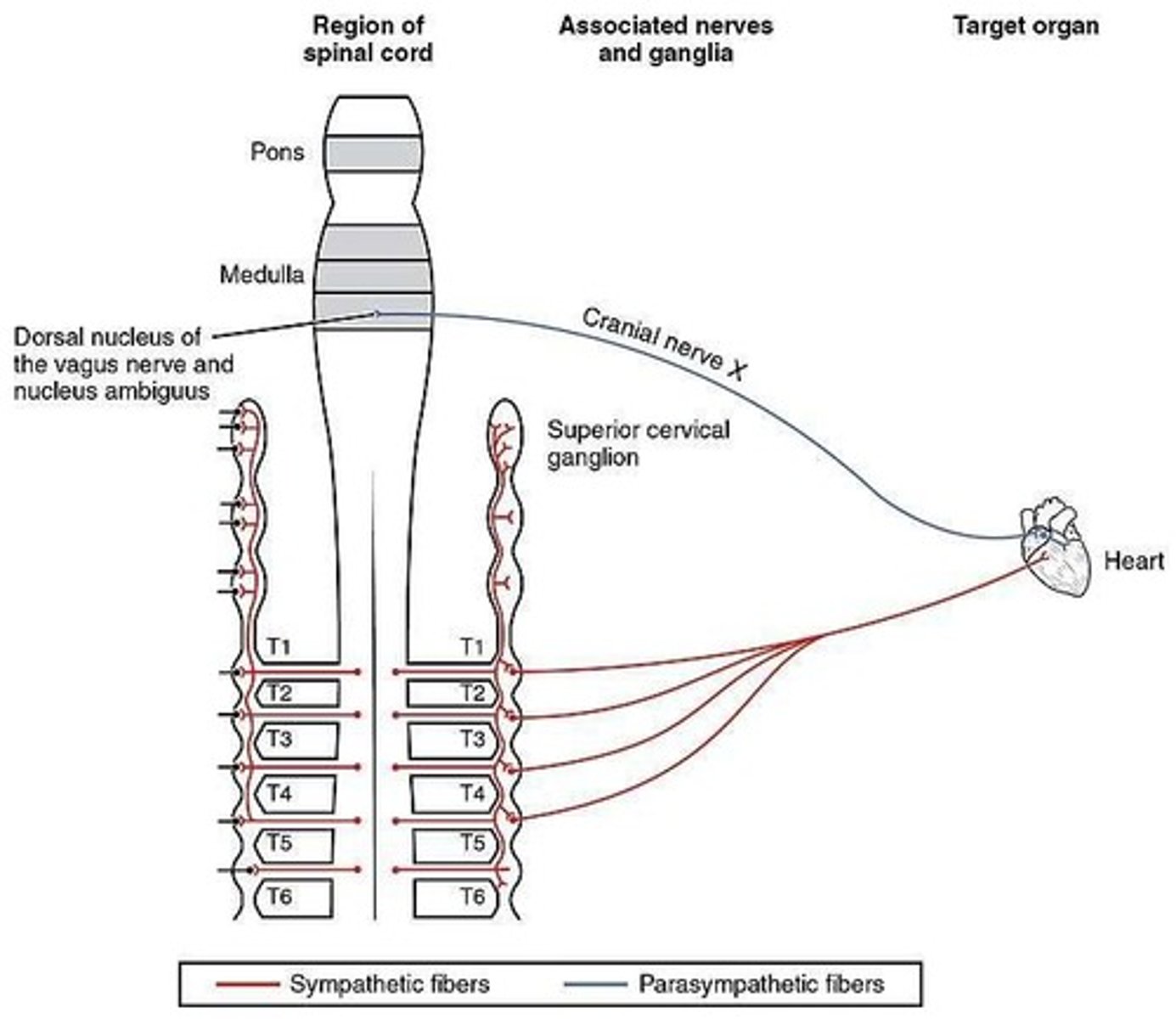 <p>Sympathetic Nervous System</p>