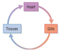 <p>system where the blood flows through the heart once in a complete circuit eg fish</p>