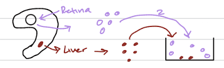 <p>dissociated cells from different tissues, like the purple retina cells and the red liver cells, will self-sort when mixed, demonstrating that cells from the same tissue preferentially adhere to each other</p>