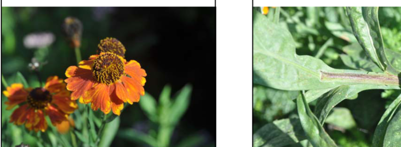 <p>Helenium autumnale </p>