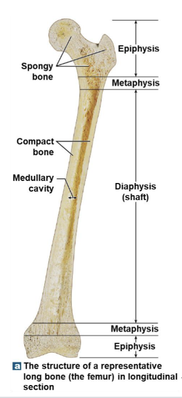 <p>It has a diaphysis, a shaft, an epiphysis wide part at each end, and a metaphysis where they meet.</p>