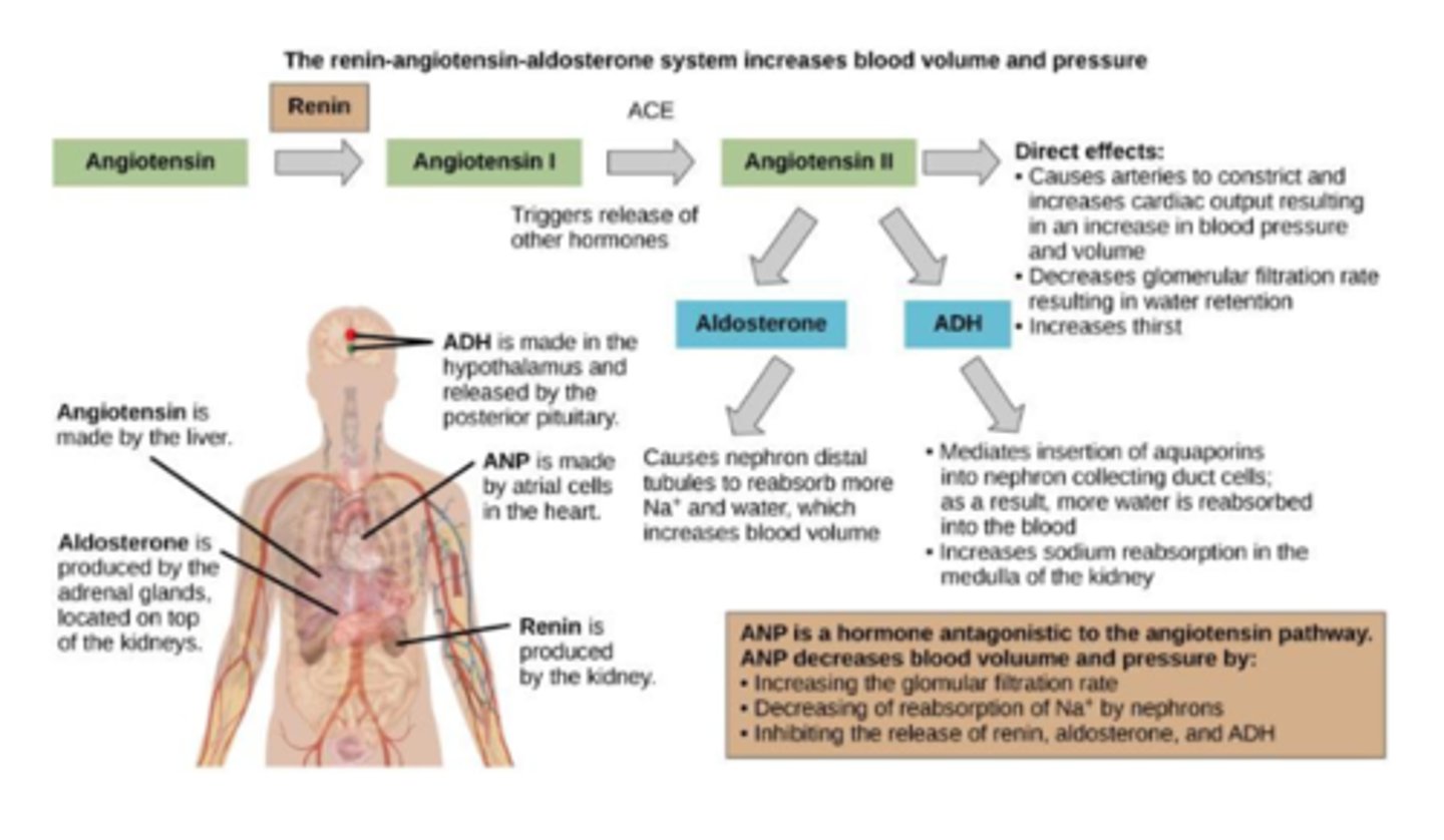 <p>angiotensin--- renin---angiotensin 1---ACE--- angiotensin 2---aldosterone and ADH</p>