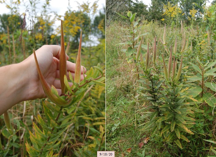 <ul><li><p>foliage: alternate, spiral and crowded, narrowly lance-shaped, dark green</p></li><li><p>flower: orange, red, or yellow, heavy bloom in June then sporadically throughout the summer</p></li><li><p>seedpods are 6 inches long</p></li><li><p>pests: golden aphids, monarch butterfly larvae feed on it&nbsp;</p></li><li><p>NOTES: seed pods are ornamental, attracts butterflies, bees, and hummingbirds. Deer resistant</p></li><li><p>NWPL: NL BUT DRIER ENVIRONMENT THAN ASCLEPIAS INCARNATA</p></li></ul><p></p>