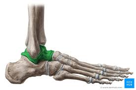 <p><span>in the hindfoot and midfoot regions of the foot</span></p>
