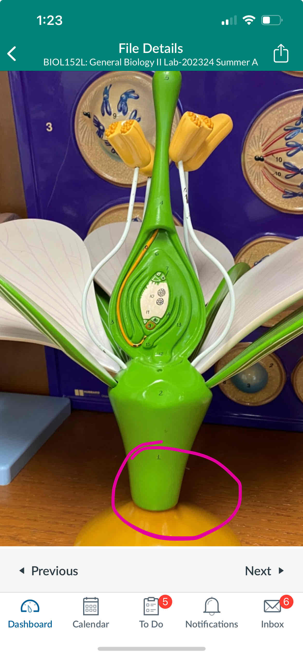 knowt flashcard image