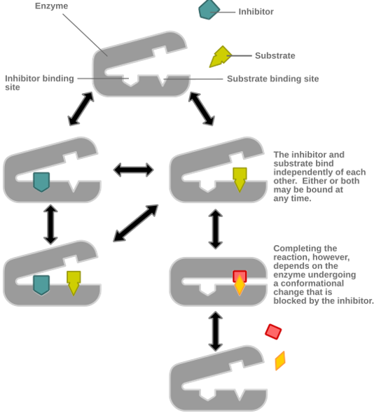 <p>Welke biochemische reactie wordt hier weergegeven (orthosterische / allosterische competitieve inhibitor, niet-competitieve modulator)?</p>