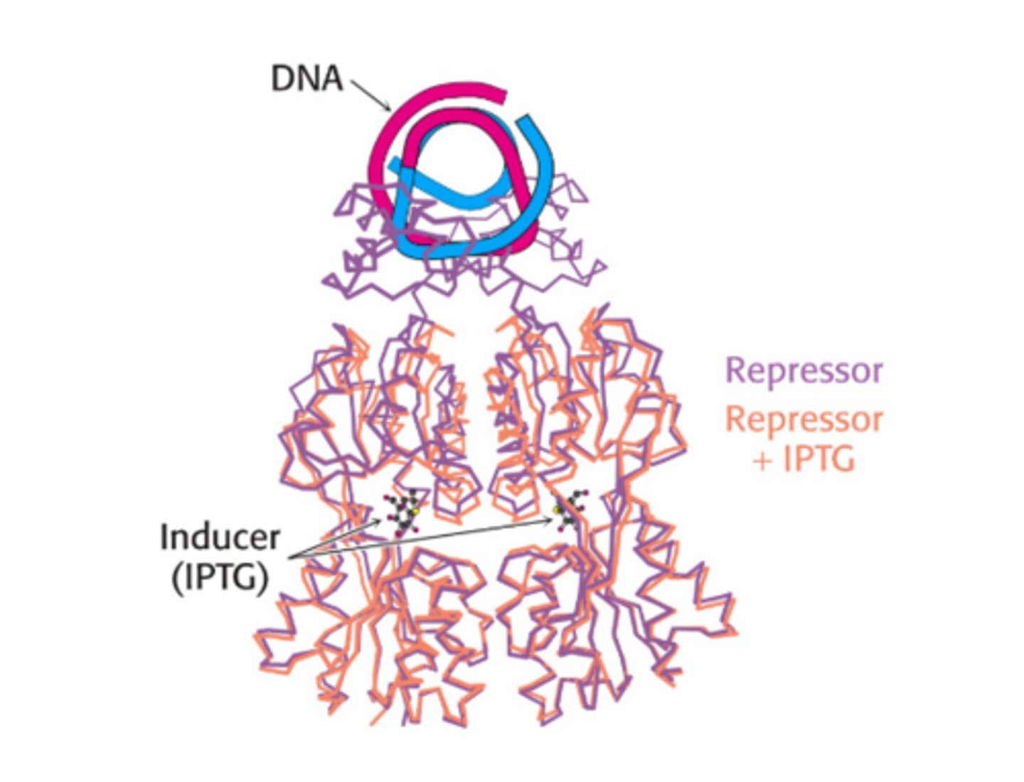 <p>IPTG induces gene expression at lac operon</p>
