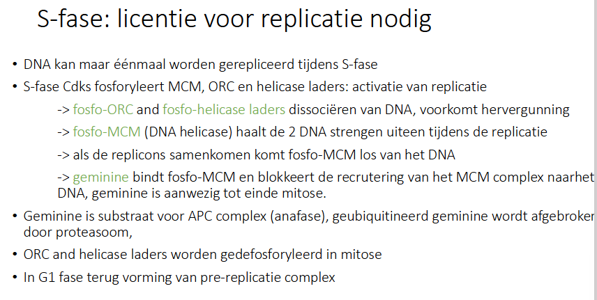 <p>Verzekert dat mitose niet kan beginnen zolang er nog replicatievorken zijn of er DNA schade is.</p><ul><li><p>Herkenning replicatievorken door eiwitkinase ATR</p><ul><li><p>kan ook geactiveerd worden door DNA schade</p></li><li><p>als er nog replicatievorken aanwezig zijn → replicatie is niet volledig</p></li><li><p>zolang replicatievorken aanwezig zijn is ATR actief</p></li><li><p>ATR fosforyleert fosfatase, maar inactiveert het</p></li></ul></li><li><p>ATR inactiveert fosfatase nodig voor activatie van MPF (cel zorgt dat we geen G2/M transitie hebben)</p></li></ul><p></p>