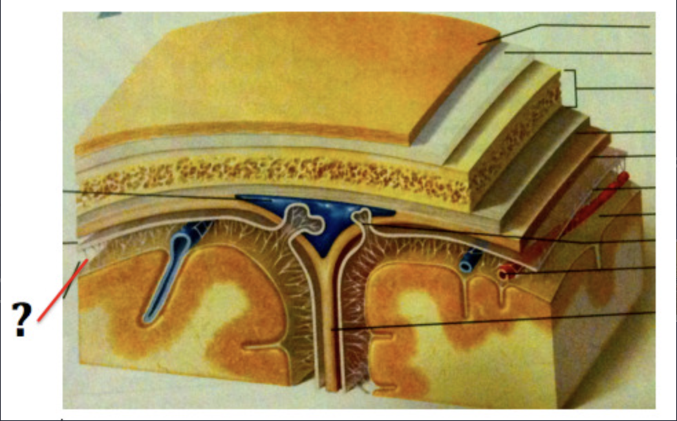 <p>Space filled with cerebrospinal fluid (CSF) and major cerebral arteries, and space where CSF flows <span style="font-family: __bwModellica_c589ae, __bwModellica_Fallback_c589ae">after exiting the fourth ventricle</span></p>
