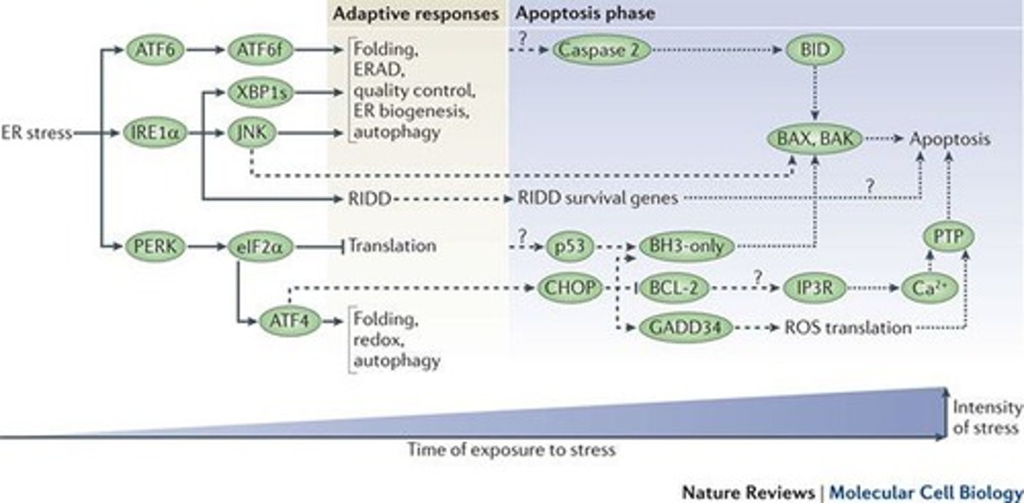 <p>It can lead to cell death due to the failure to restore proteostasis.</p>