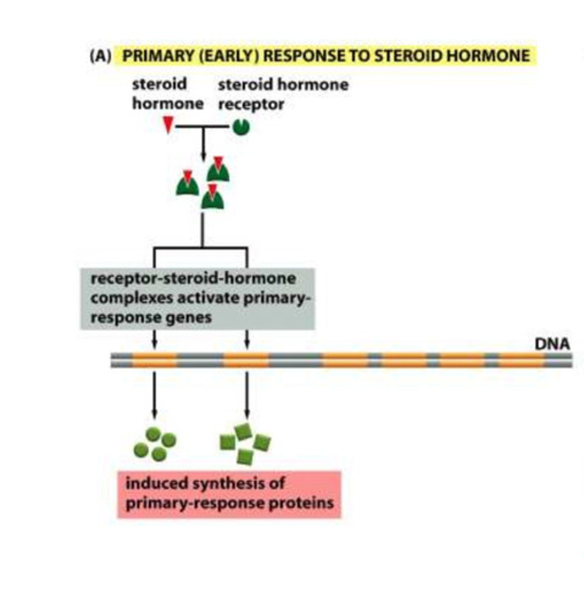 <p>- steroid hormones bind to the steroid receptors</p><p>- the complex then binds to the response sequences to transcribe the primary response genes</p><p>- the primary response protein are the produced</p>