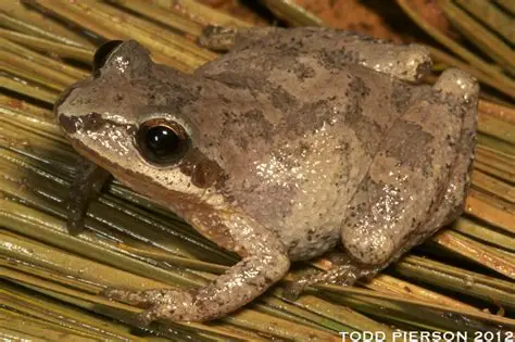 <p>Mountain chorus frog</p>