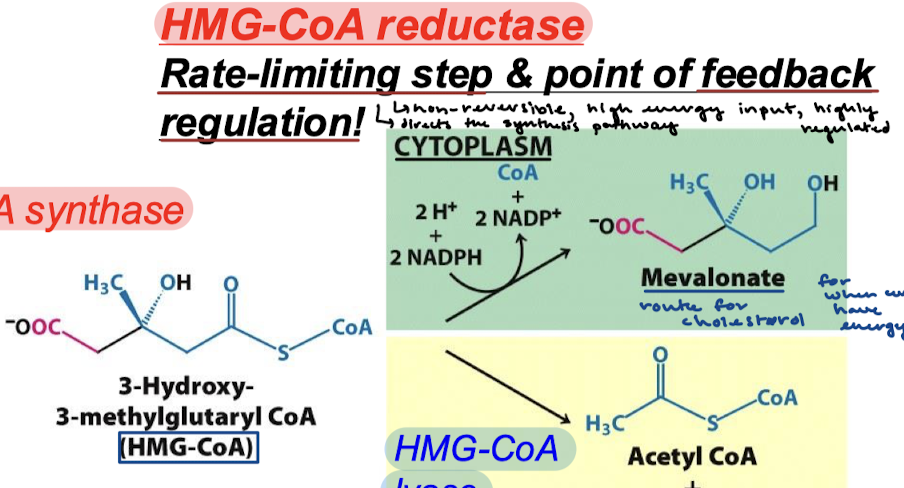 <p>Non-reversible, high energy input, highly regulated, and directs the synthesis pathway.</p>