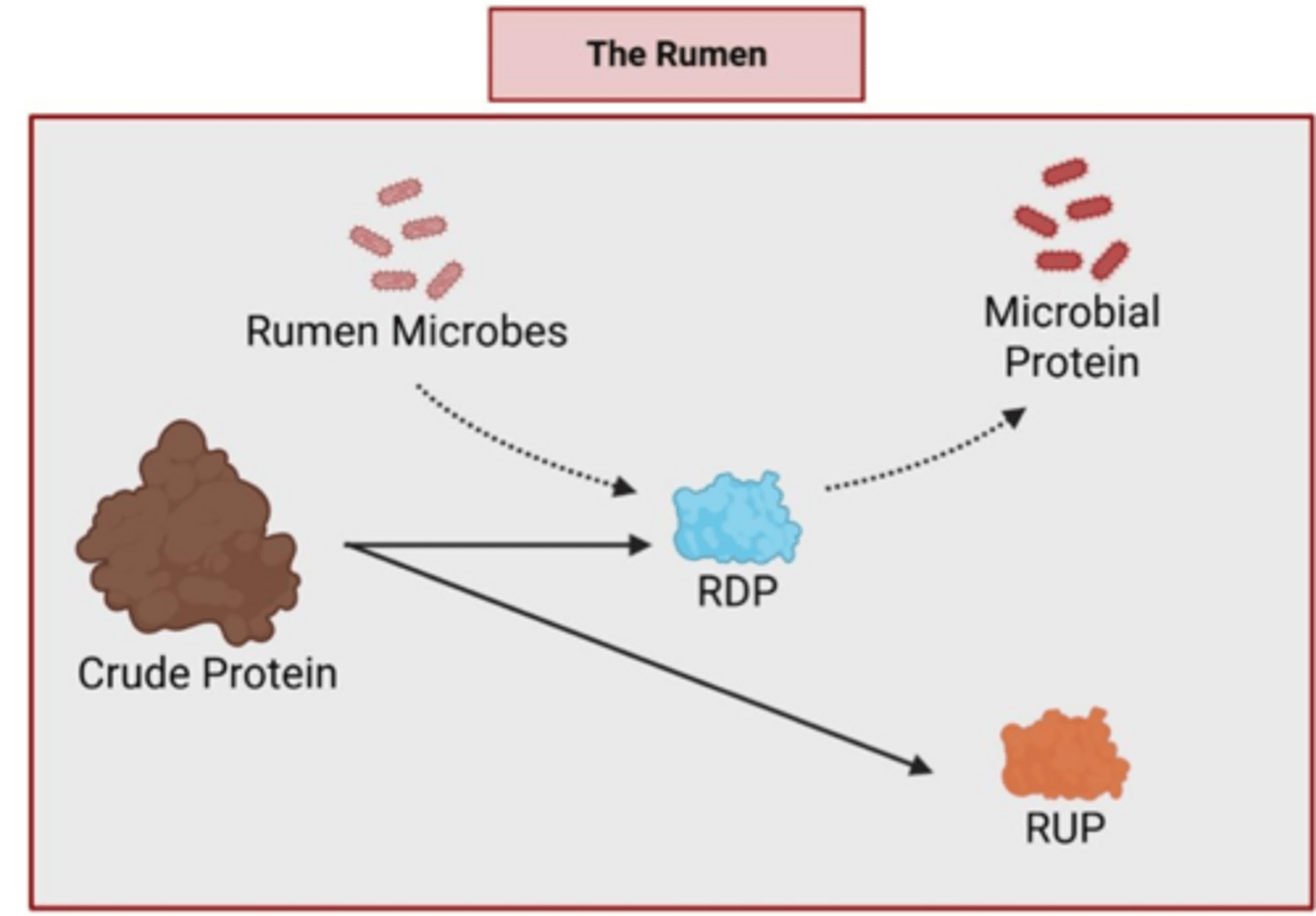 <p>what is the protein value that measures what the animal actually uses</p>
