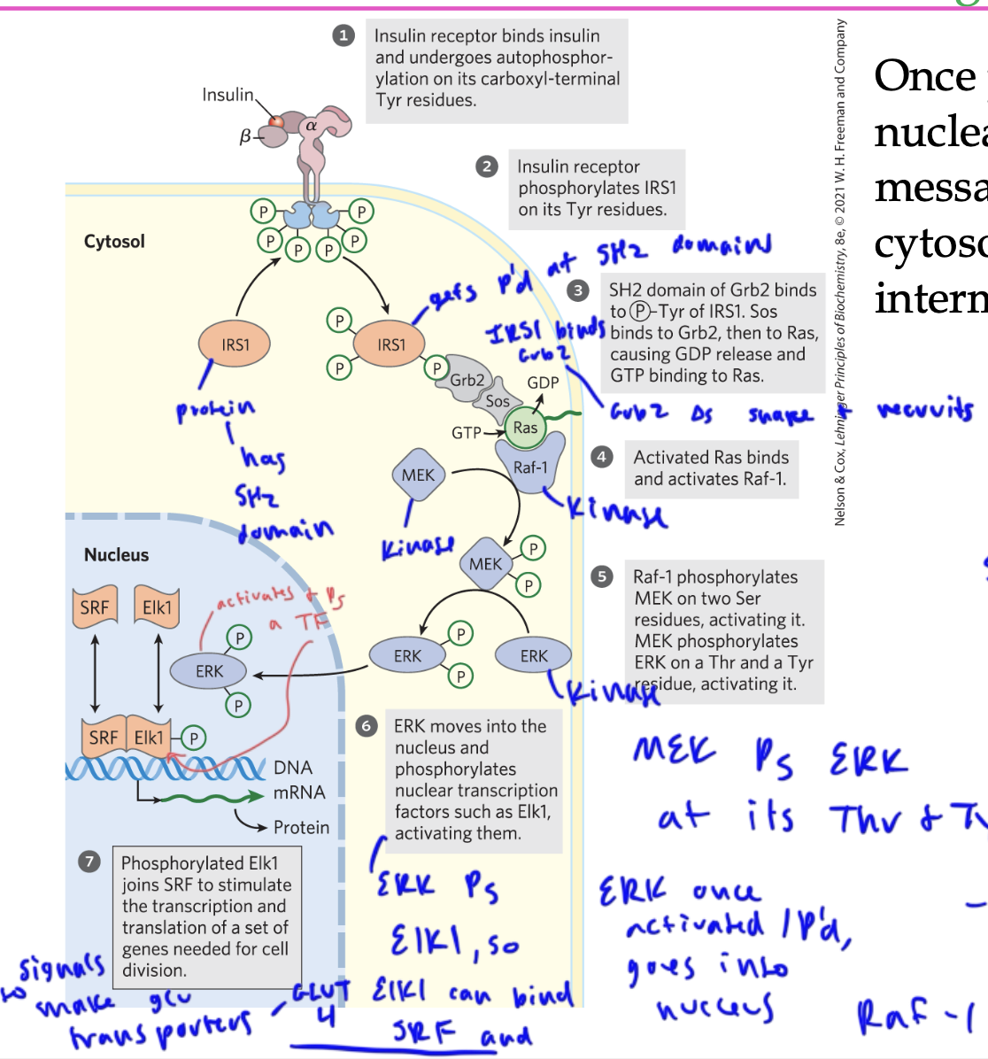<ul><li><p>insulin binds to the insulin receptor, which autophosphorylates itself at its Tyr residues</p></li><li><p>the receptor then Ps the IRS1 on its Tyr residues, so the IRS1 basically docks into the Tyrs</p></li><li><p>The SH2 domain of Grb2 (scaffold protein) binds to the P’d Tyr of IRS1 (so Brb2 brings IRS1 and Sos tg)</p></li><li><p>Sos binds to Grb2 and acts as a GEF to switch out Ras’s GDP for a GTP</p></li><li><p>so Sos activates Ras&nbsp;</p></li><li><p>activated Ras binds to Raf-1, which acts as a kinase to phosphorylate MEK on its two Ser residues</p></li><li><p>MEK is also a kinase and Ps ERK at its Thr and Tyr</p></li><li><p>ERK goes into the nucleus and Ps and activates a TF, Elk1, which can now associate with another TF, SRF and cause expression of GLUT4 transporter genes</p></li></ul><p></p>