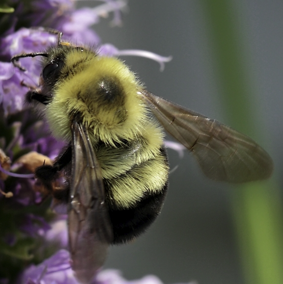 <p>Yellow vertex, darker wings, long hair, extra yellow spots further down</p>