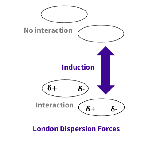 <p><span><span>Caused by temporary dipoles due to fluctuations in electron distribution.</span></span></p><p><span><span>why is it important - Important in non-polar molecules like<br>hydrocarbons and biological membranes</span></span></p><p></p>