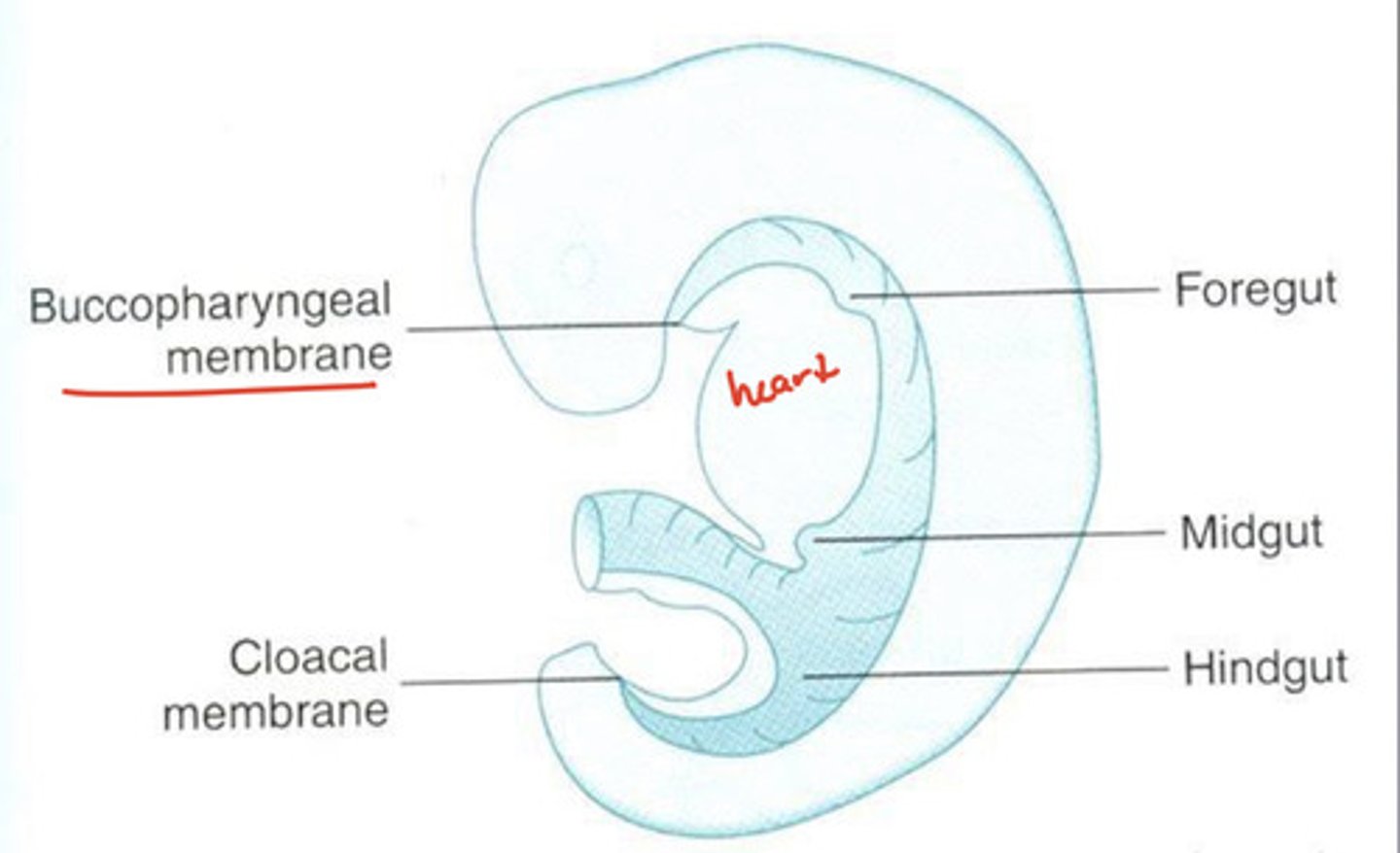 <p>buccopharyngeal membrane</p>
