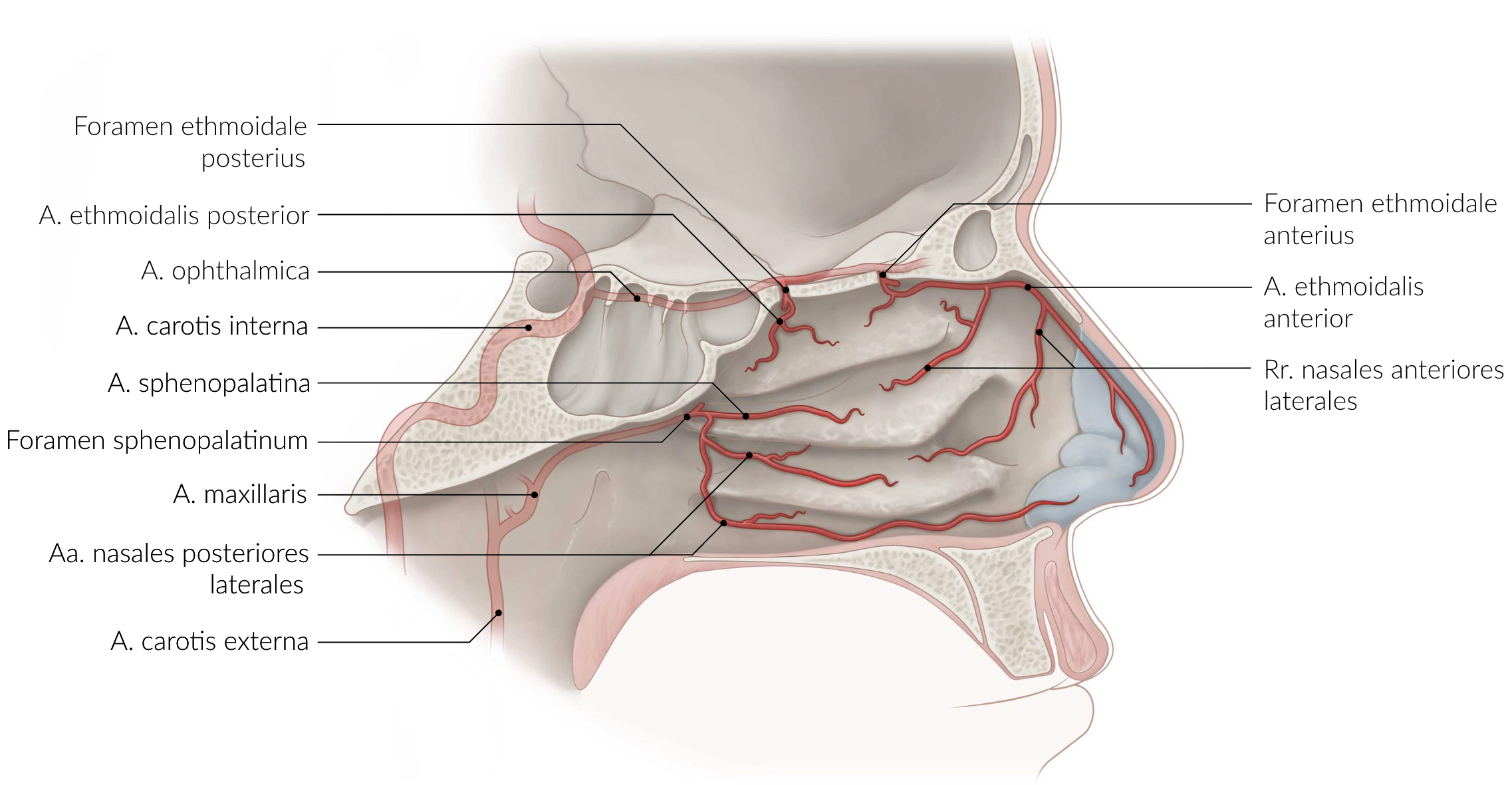 <p>A. Posterior ethmoidal artery (A. ethmoidalis posterior)</p>