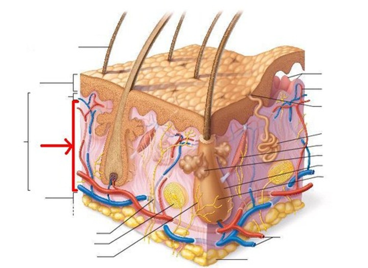 <p>what layer of the dermis is this</p>