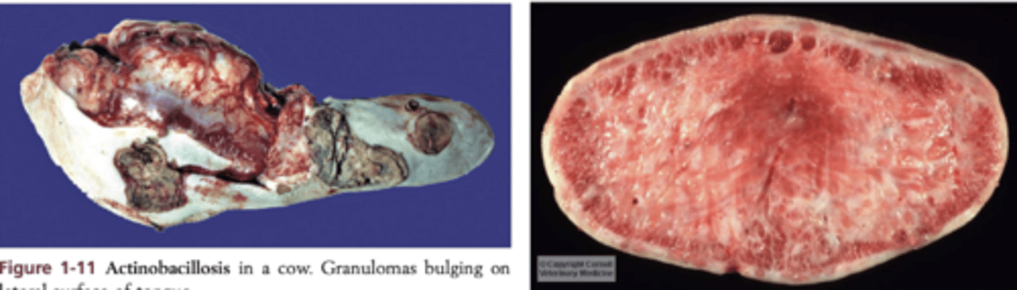 <p>- Multifocal chronic pyogranulomatous glossitis</p>