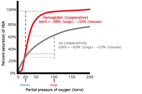 <p>When hemoglobin binds one molecule of O<sub>2</sub>, its affinity for binding additional O<sub>2</sub> molecules dramatically increases.</p><p>This cooperative binding maximizes uptake of O<sub>2</sub> in areas of high oxygen content; it allows for rapid saturation of O<sub>2</sub> binding sites in hemoglobin before the blood leaves the capillaries surrounding the alveoli of the lungs and facilitates O<sub>2</sub> release from hemoglobin at the tissues to supply the cells with O<sub>2</sub></p>