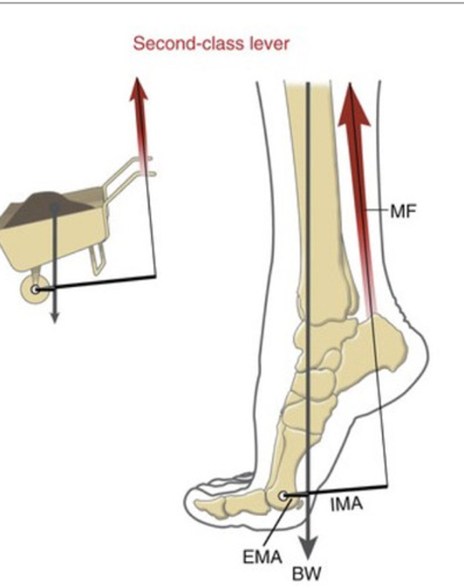 <p>Axis of rotation is located at one end of a bone and the muscle (internal force) possesses greater leverage than the</p><p>external force</p><p>- Rare in the musculoskeletal system</p><p>(GASTROC - internal moment arm is longer than the external moment arm)</p>