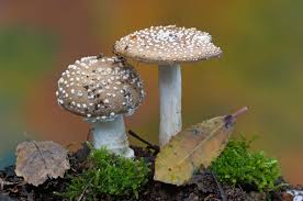 <p>nấm</p><p><em>danh từ số nhiều : </em>fungi / funguses</p>
