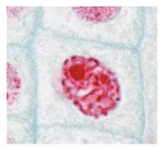What stage of mitosis