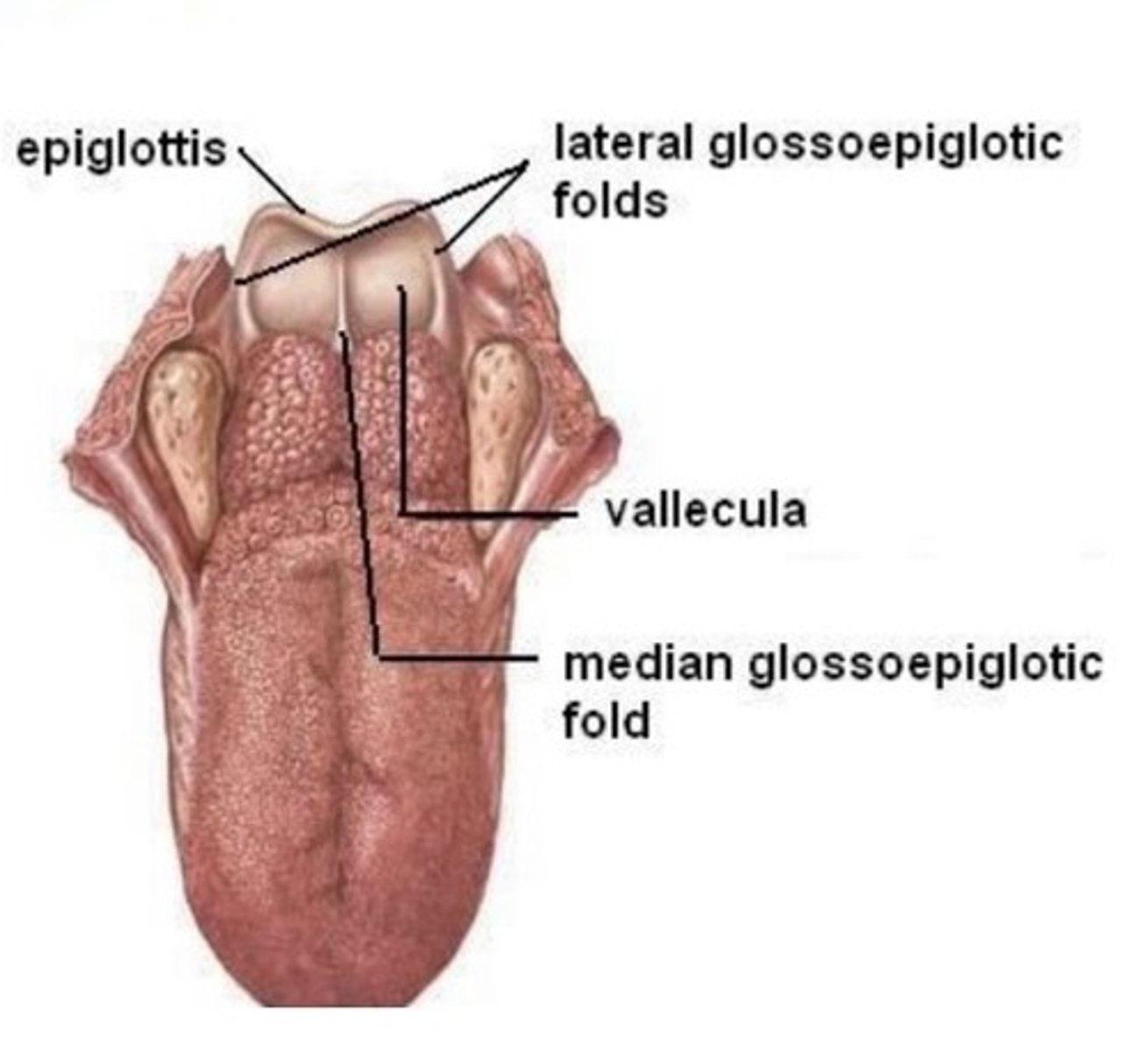 <p>leaf shaped flap of elastic cartilage behind the tongue that blocks food from entering the larynx ==&gt; food passes thru the <span class="bgP">vallecula</span> (space bwtn tongue &amp; epiglottis) --&gt; passes by the sides of epiglottis--&gt; enters piriform recess --&gt; enters the esophagus </p><p>    -attached to the front of the hyoid bone by <span class="bgY">hyoepiglottic ligament</span> </p><p>     -attached to the back of the th</p><p>yroid cartilage by <span class="bgY">thyroepiglottic ligament</span>       -lateral edges attached to <span class="bgY">aryepiglottic folds</span> </p><p>      -mucosa attached to the tongue anteriorly via <span class="bgY">lateral/median glossoepiglottic folds &amp; valleculae</span> </p><p></p><p></p>