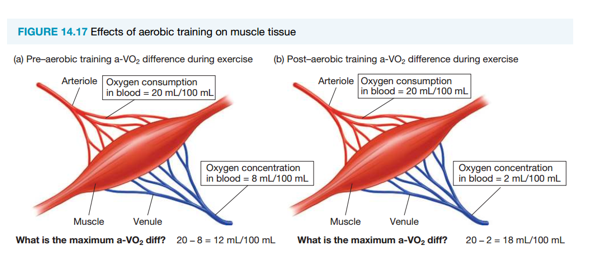 <ul><li><p>Trained athletes extract more oxygen into muscles due to higher myoglobin and mitochondrial content. </p></li><li><p>Venous oxygen concentration decreases, increasing A-VO₂ diff during submaximal and maximal exercise, allowing greater oxygen uptake and aerobic energy production.</p></li></ul><p></p>