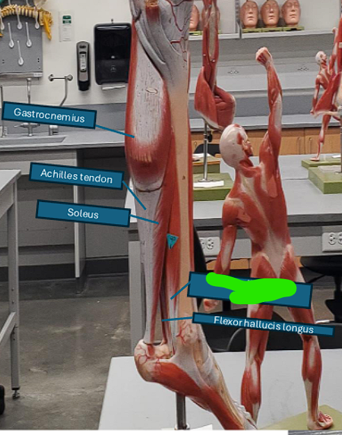 <ul><li><p>Flexes the toes </p></li></ul><p></p><ul><li><p>means the toes g<u>o toward the ceiling</u> </p></li></ul><p></p>