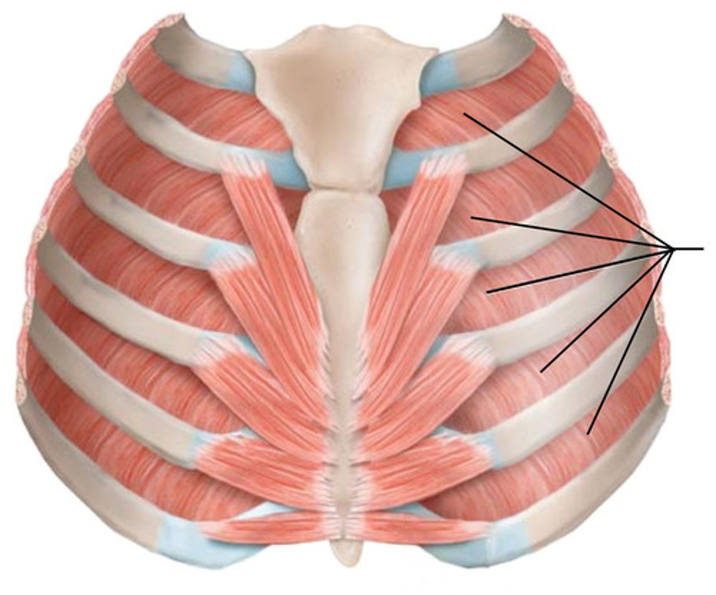 <p>name this muscle</p>