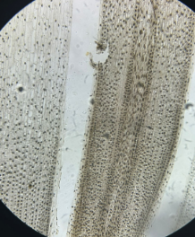 monocot root